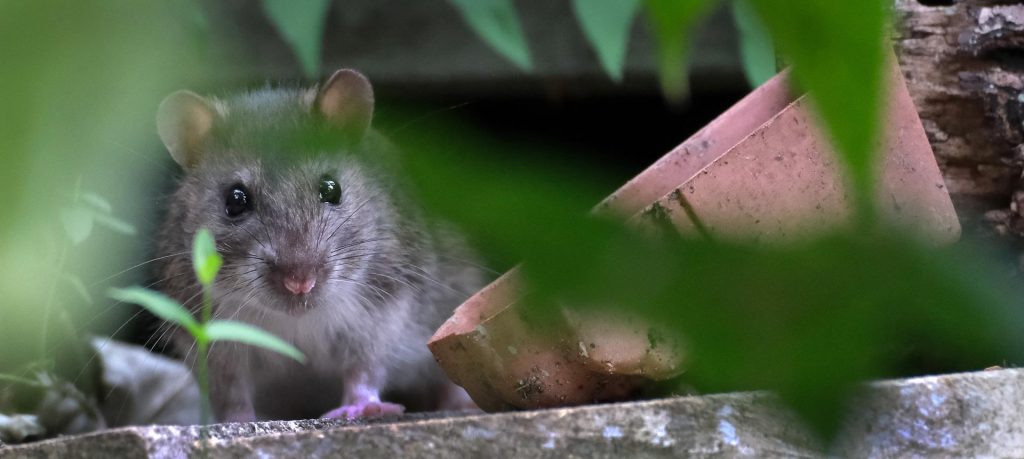 Brentwood Exterminator: Tackling Hidden Infestations Before They Spread