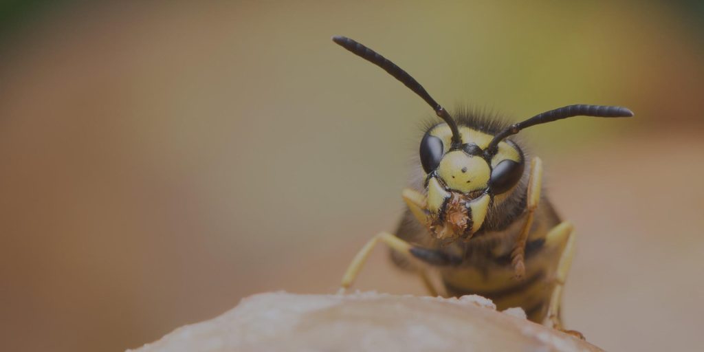 Dealing With Wasp Nests in Busy Homes and Commercial Properties Dealing With Wasp Nests in Busy Homes and Commercial Properties