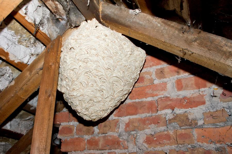 Seasonal Wasp Activity and Practical Ways to Protect Your Property Seasonal Wasp Activity and Practical Ways to Protect Your Property